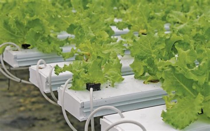 How do you grow carrots in hydroponics