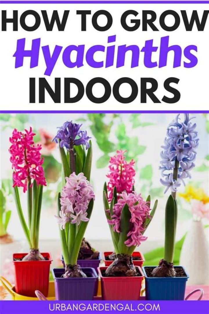 How do you grow Christmas hyacinths indoors