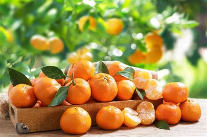 How do you grow clementines in your house