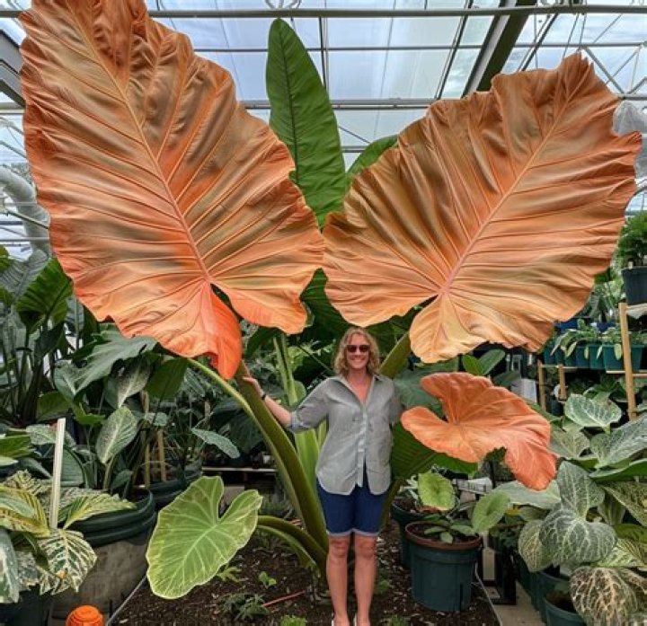 How do you grow Colocasia bulbs