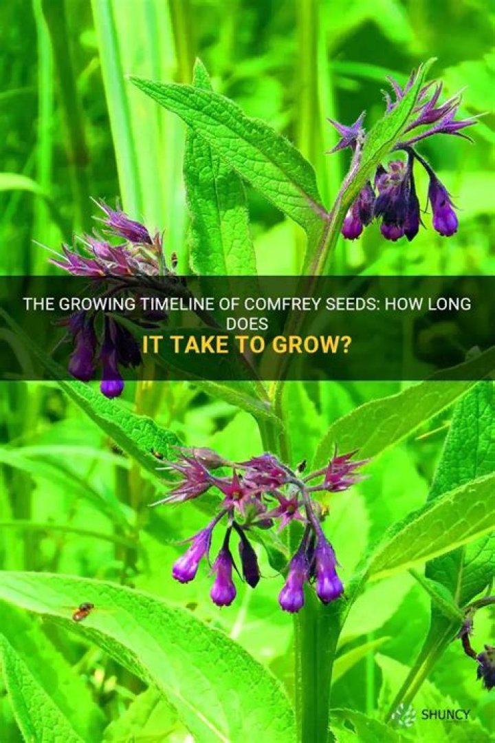 How do you grow comfrey