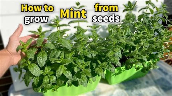 How do you grow Corsican mint
