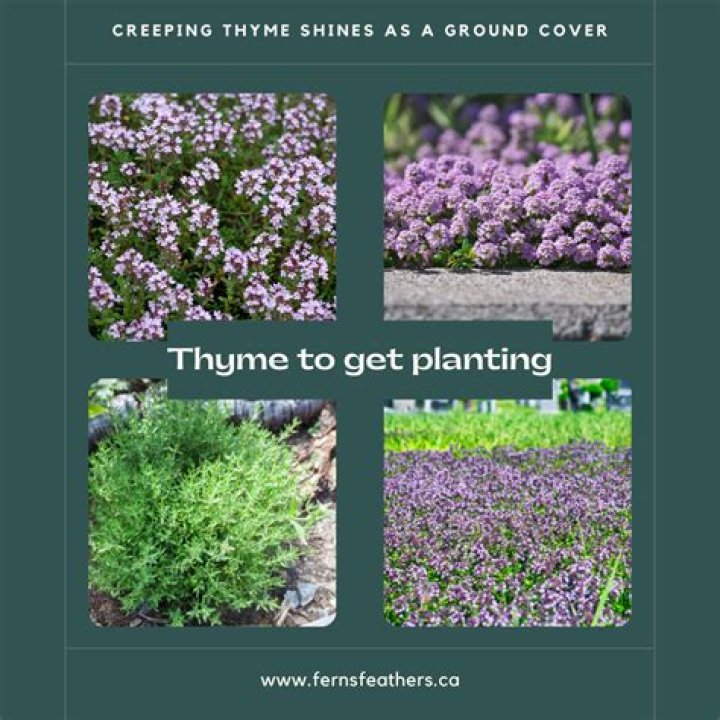 How do you grow creeping thyme