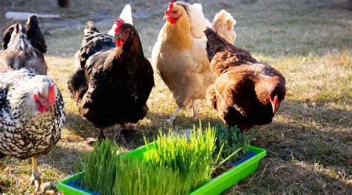 How do you grow fodder for chickens