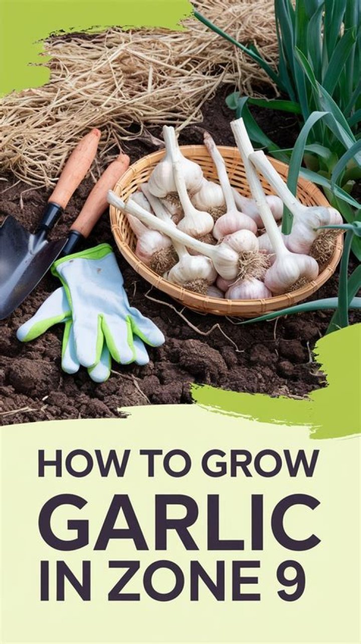 How do you grow garlic in Zone 7