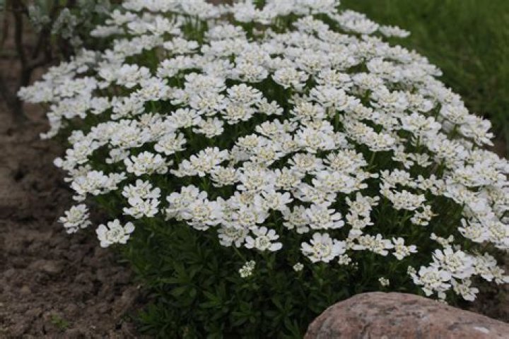 How do you grow Iberis masterpiece