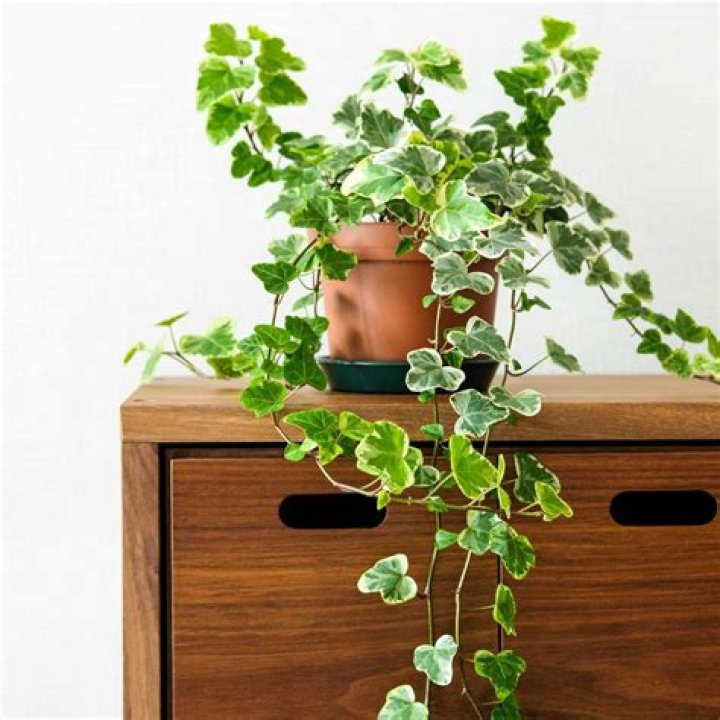 How do you grow ivy Hedera