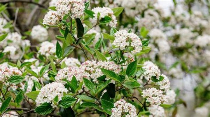 How do you grow Korean spice viburnum