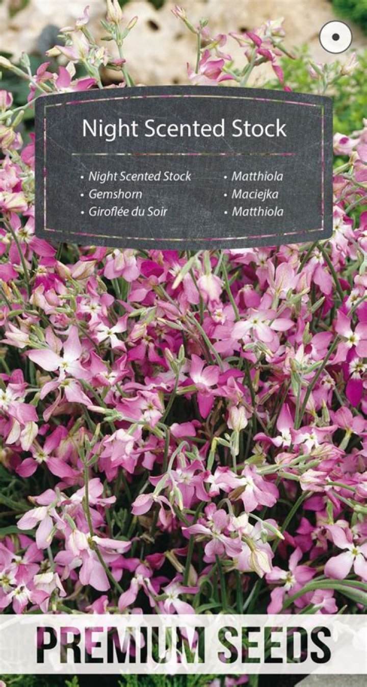 How do you grow night scented stock from seed