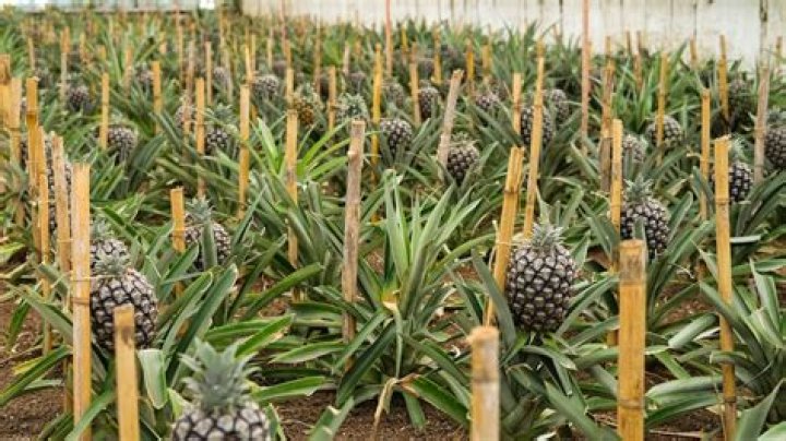 How do you grow pineapples in Australia