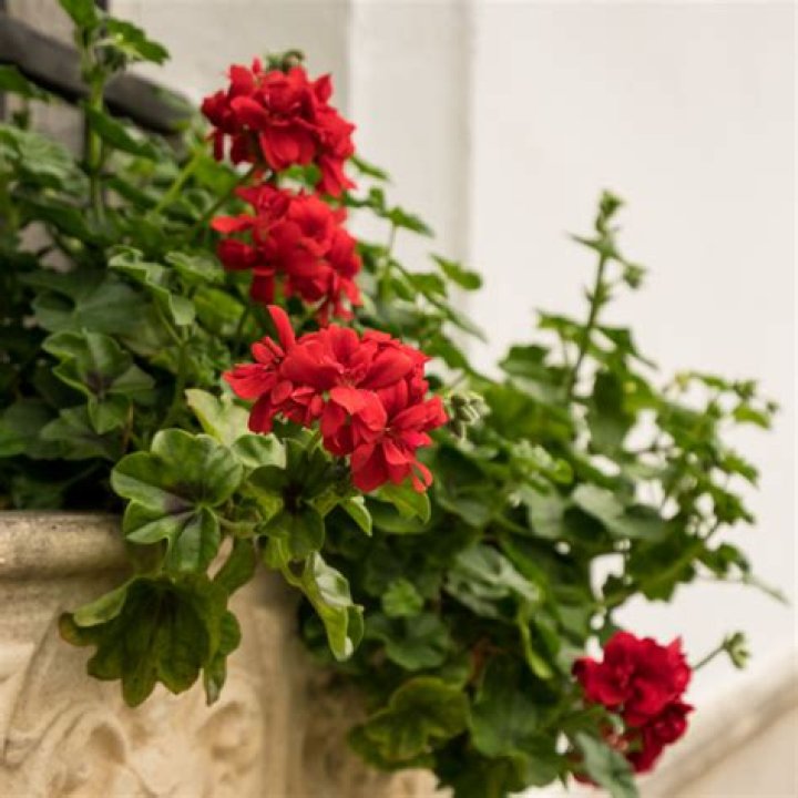 How do you grow Rozanne geraniums