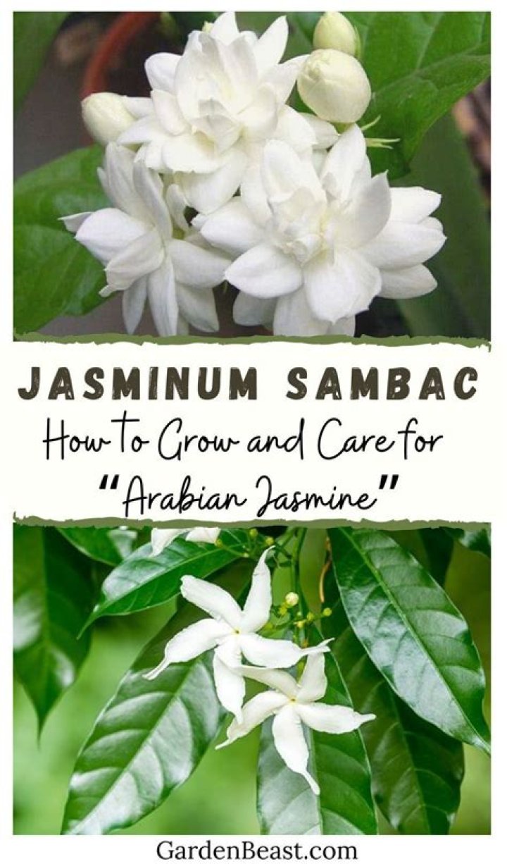 How do you grow sambac jasmine