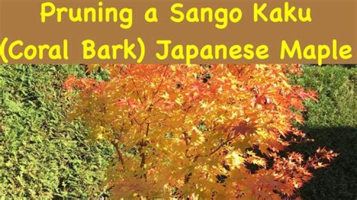 How do you grow Sango Kaku