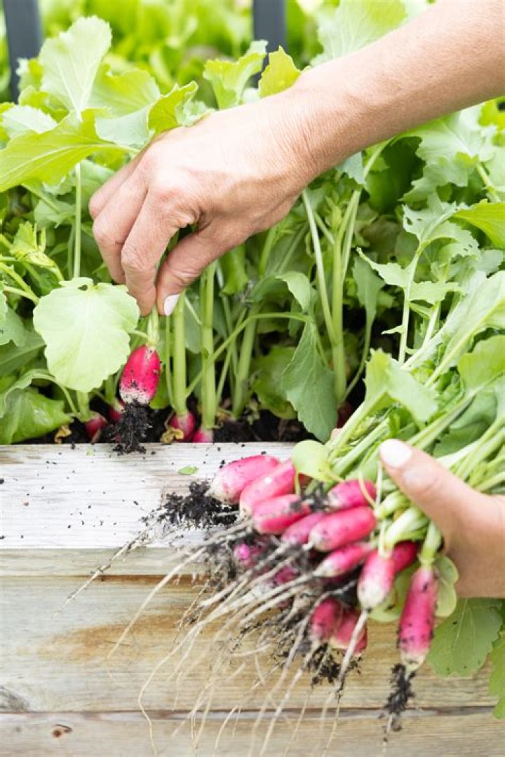 How do you grow tillage radishes