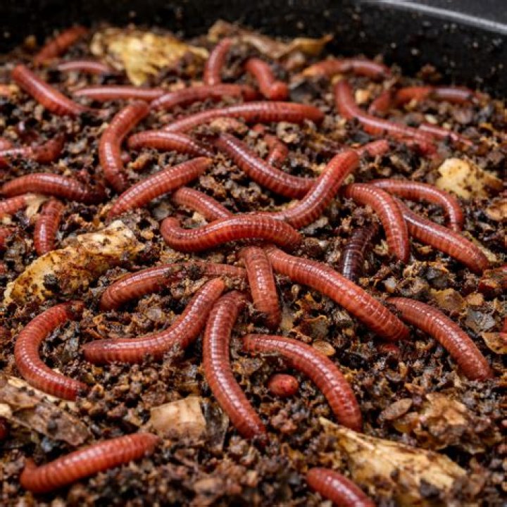 How do you grow worms