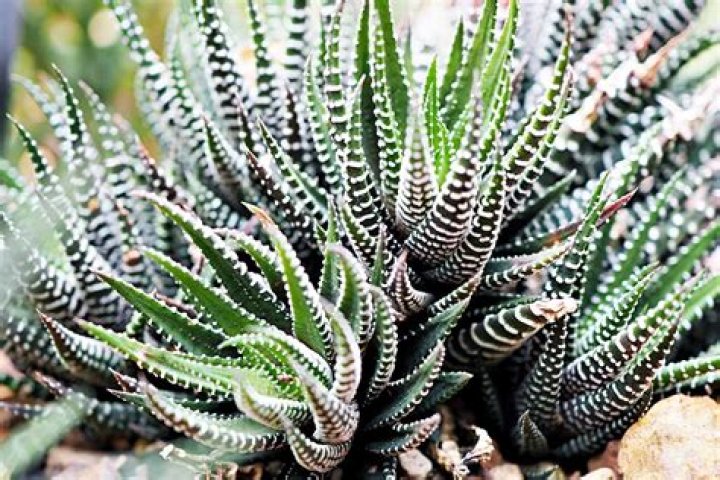 How do you grow Zebra succulents