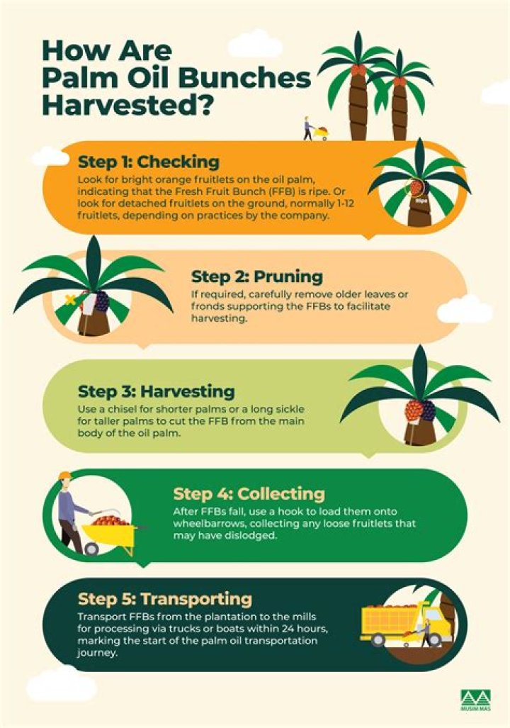 How do you harvest Anjeer