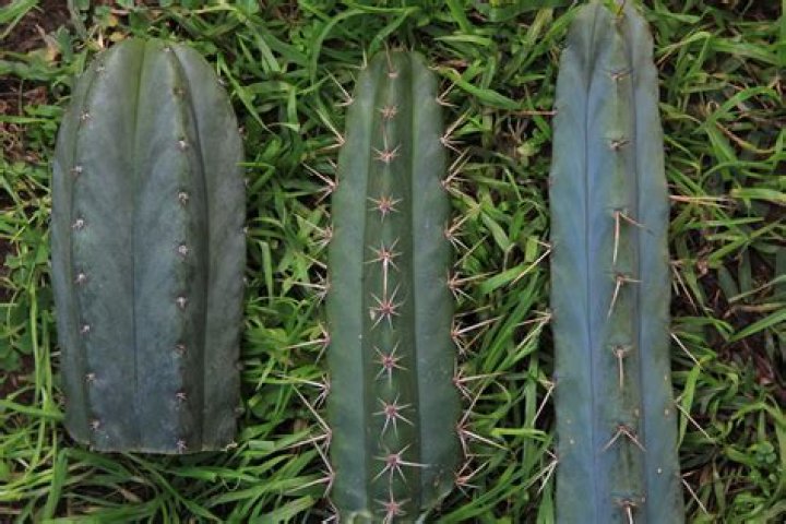 How do you identify a San Pedro cactus