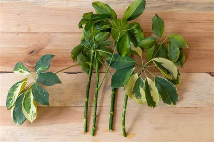 How do you keep a schefflera healthy