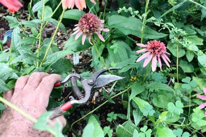How do you keep coneflowers blooming