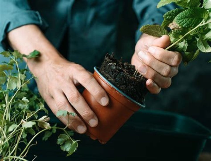 How do you keep mint alive indoors