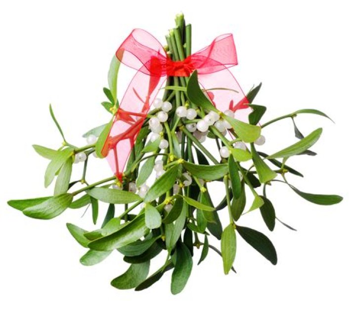 How do you keep mistletoe fresh
