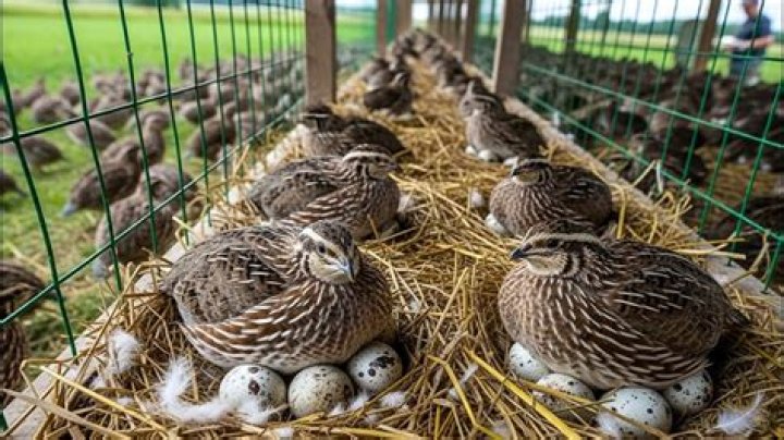 How do you keep quails