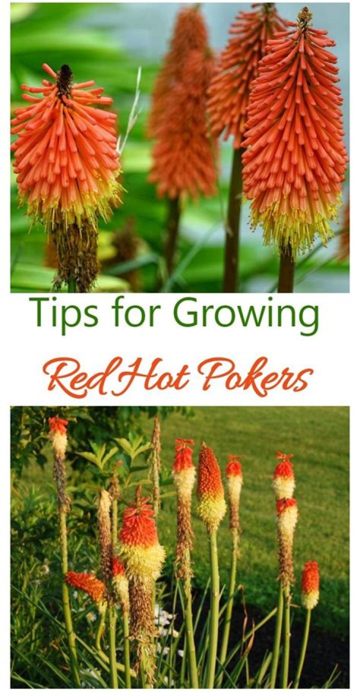 How do you keep red hot pokers blooming