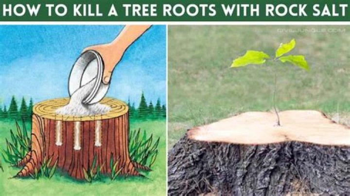 How do you kill baby mesquite trees