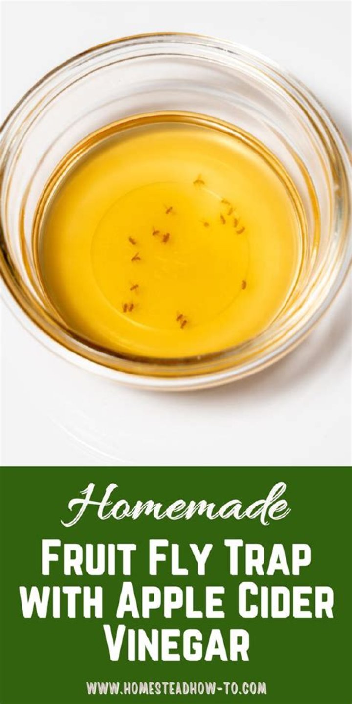 How do you kill gnats without apple cider vinegar