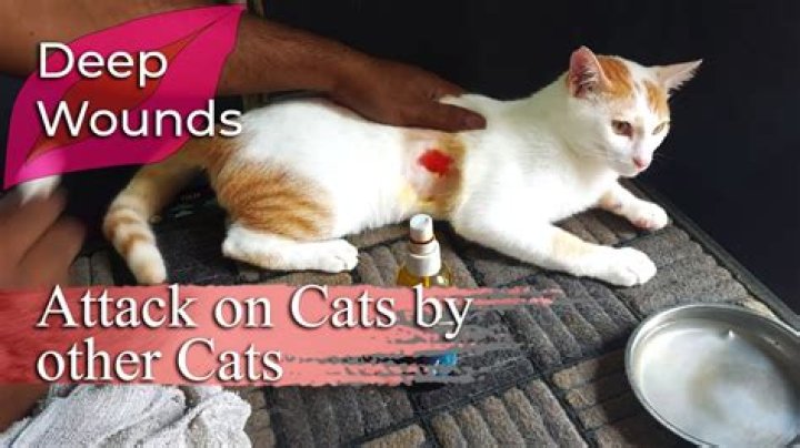 How do you know if a cats wound is infected