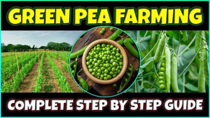 How do you know if peas are bad
