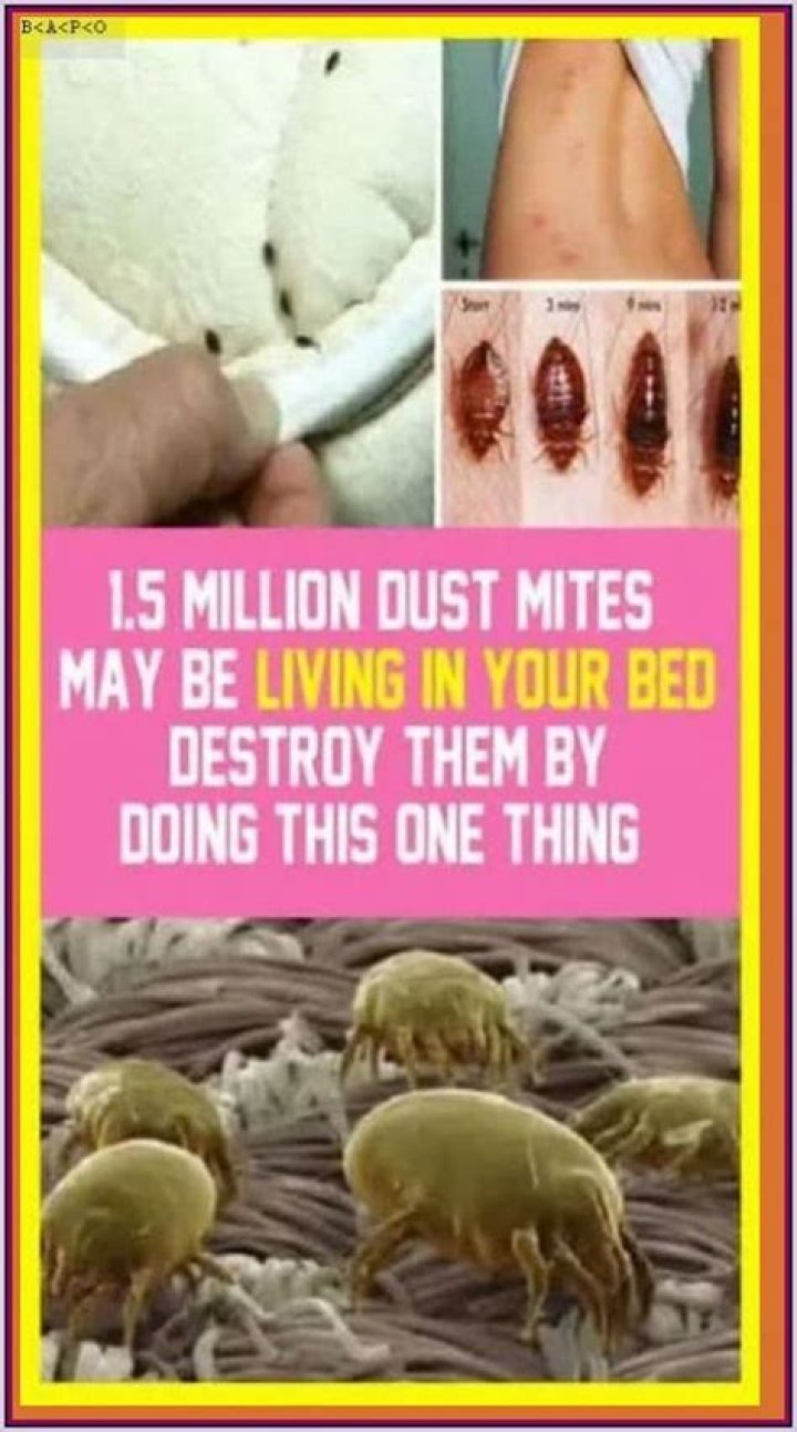 How do you know if you have dust mites in your bed