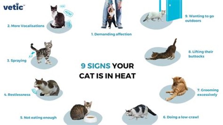 How do you know if your cat is in heat