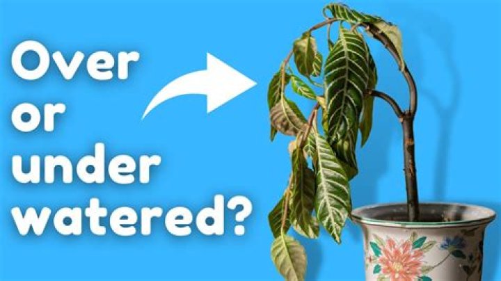 How do you know if your geraniums are overwatered