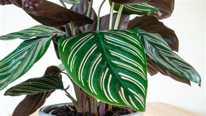 How do you look after Calathea zebrina