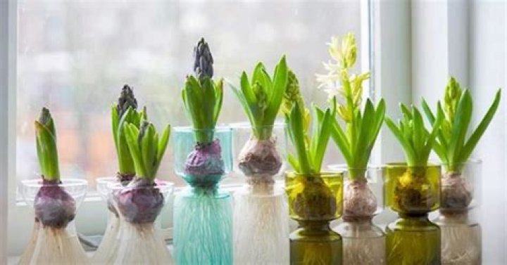 How do you look after indoor hyacinths
