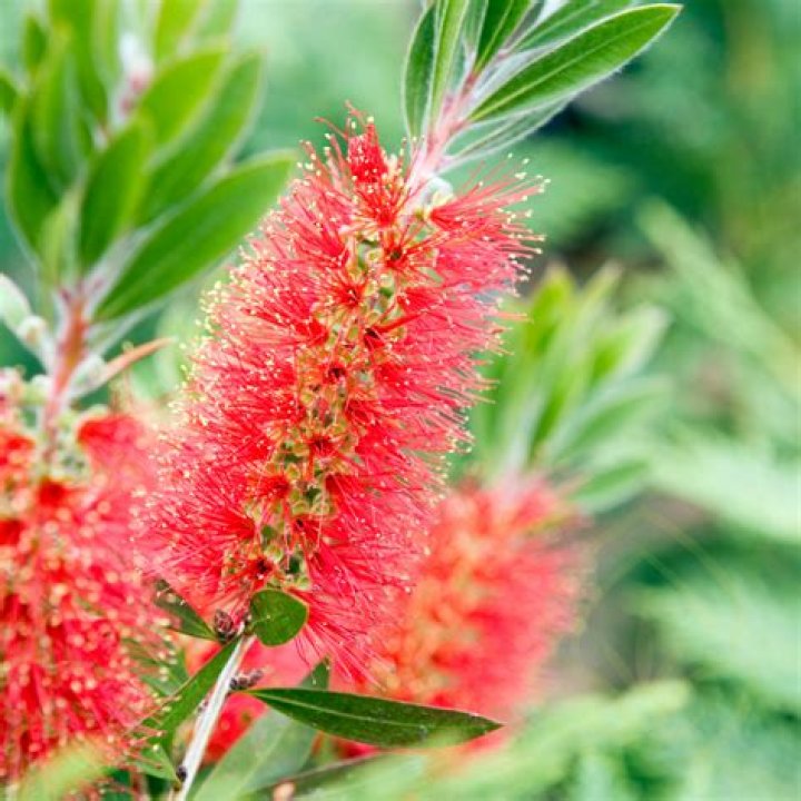 How do you maintain a bottle brush plant