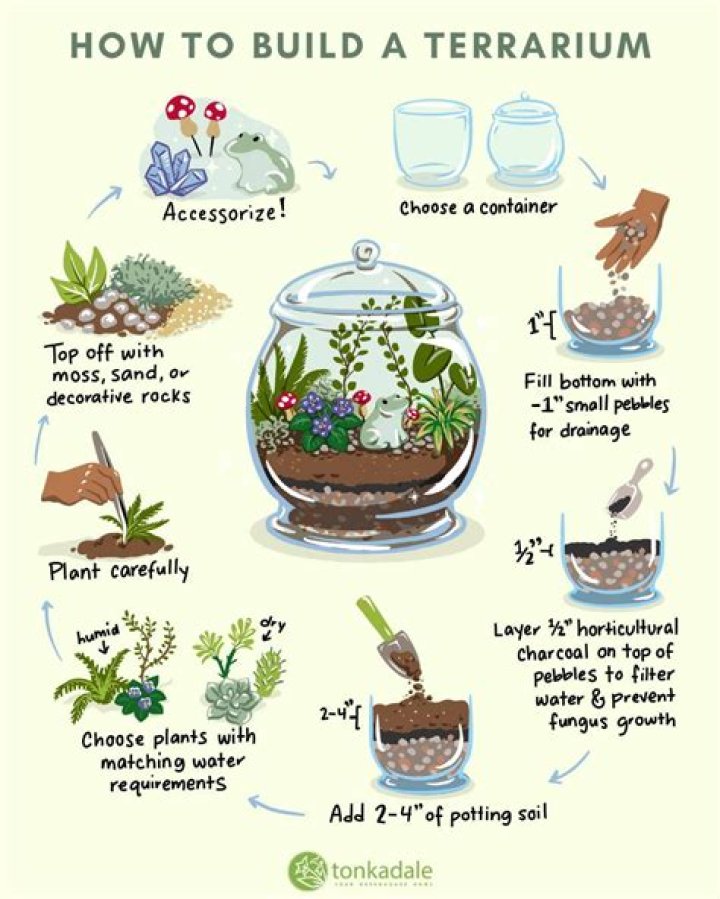 How do you maintain spiderwort