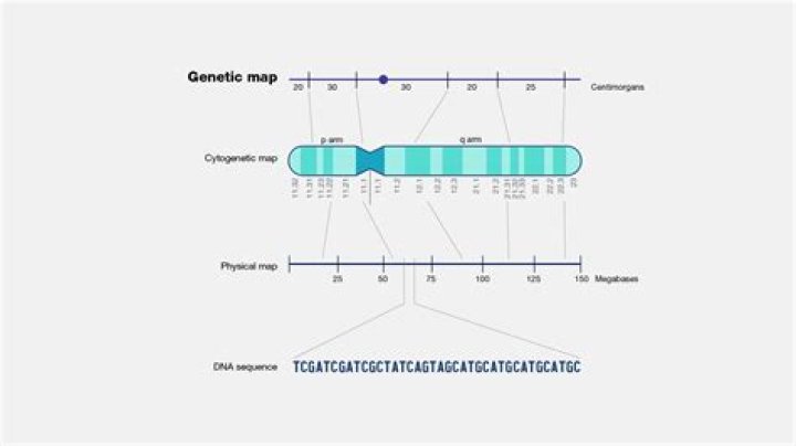 How do you make a chromosome map