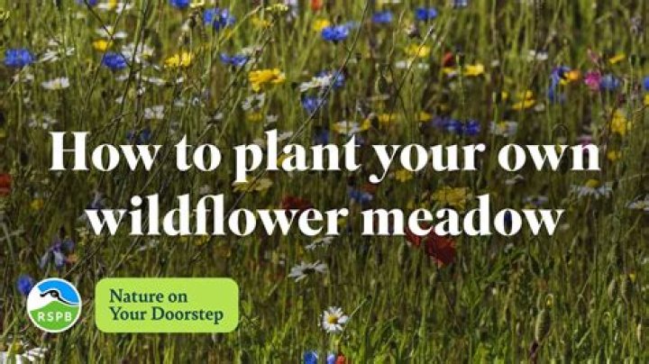 How do you make a wildflower garden