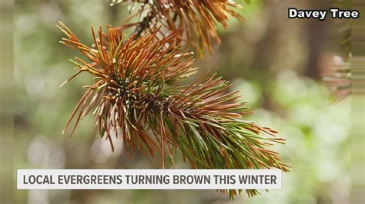 How do you make evergreens grow faster