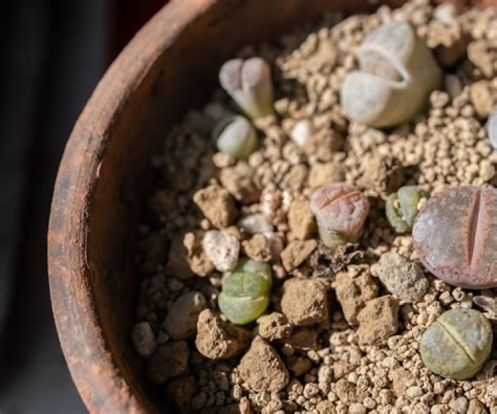 How do you make Lithops grow faster