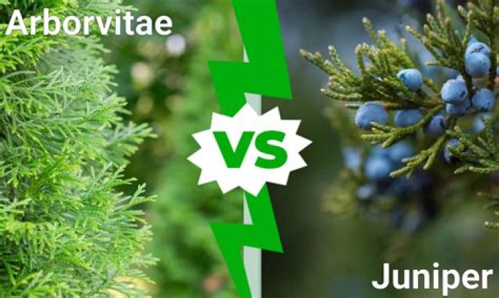 How do you pick an arborvitae