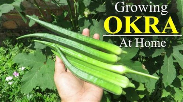 How do you pick okra from Chinese