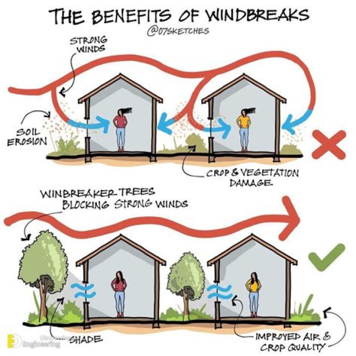 How do you plan a windbreak