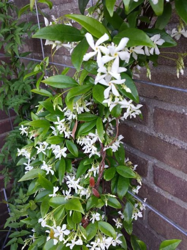 How do you plant a jasmine climber