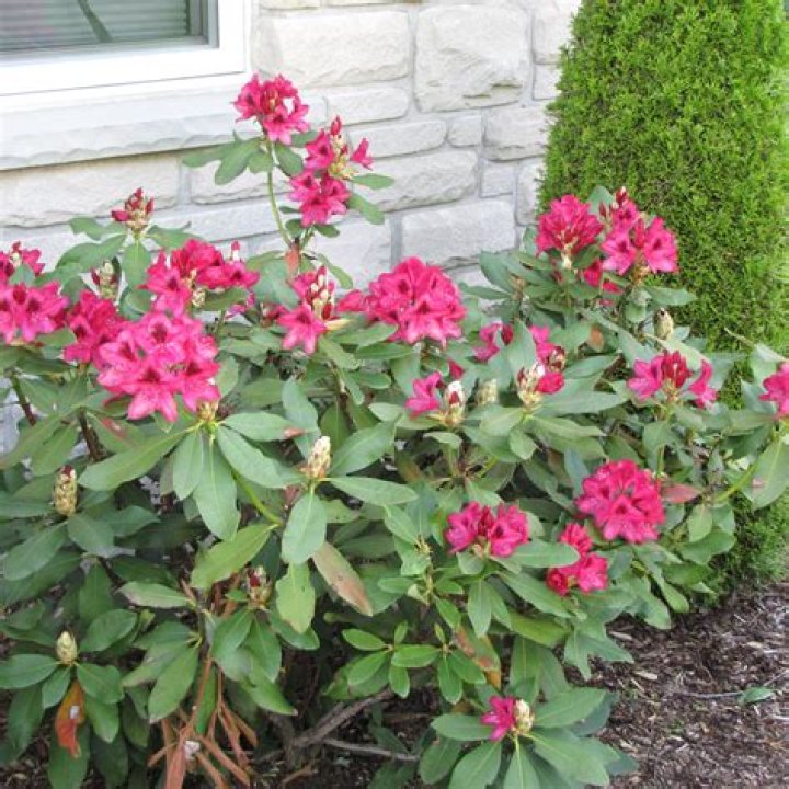 How do you plant a Nova Zembla rhododendron