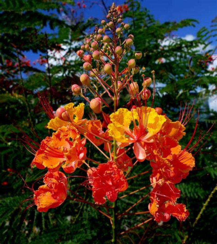 How do you plant caesalpinia pulcherrima