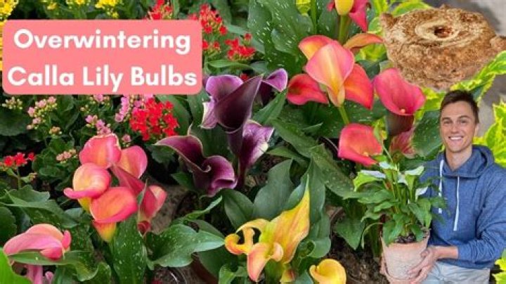 How do you plant calla lilies bulbs